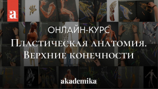 Курс по анатомии человека «Пластическая анатомия. Верхние конечности» | Анна Карпова ~ Akademika