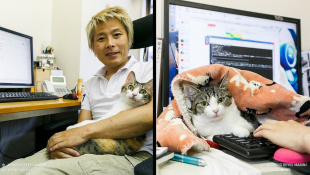 Японская компания стала брать кошек из приюта, чтобы снизить стресс у сотрудников