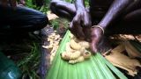 Индонезия. Экспедиция в джунгли острова Новая Гвинея. 11 серия (1080p HD) | Мир Наизнанку - 5 сезон