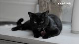 Чёрная кошка | Реальная мистика