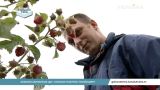 Де більше платять за збір полуниці: у Польщі чи в Україні? | Головна тема