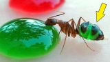 Я покрасил Муравьев! Разноцветные муравьи! alex boyko